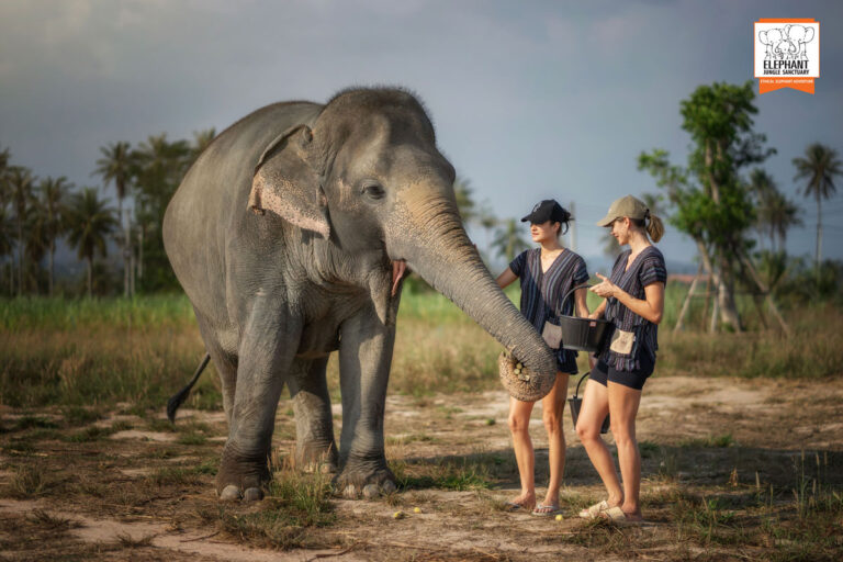 Elephant Feeding