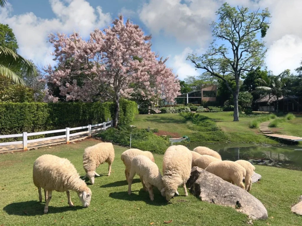 BUCOLIC Khaoyai