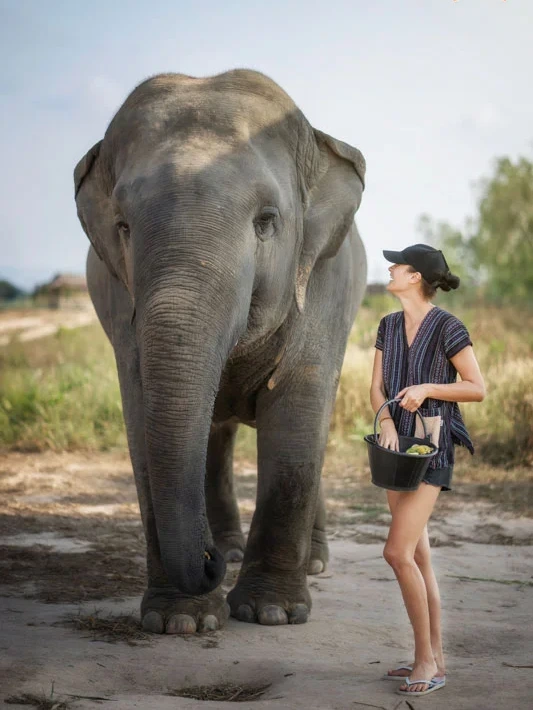 Feed the Elephants