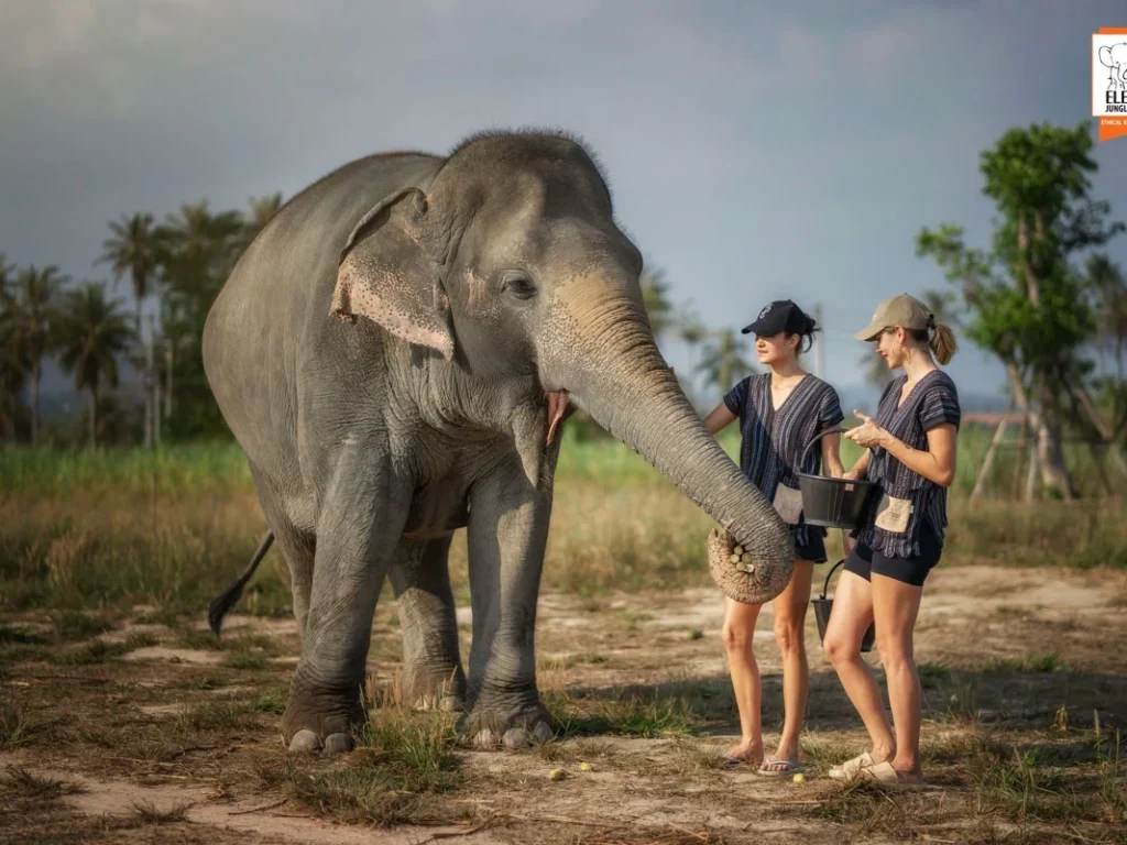 Elephant Jungle Sanctuary Pattaya