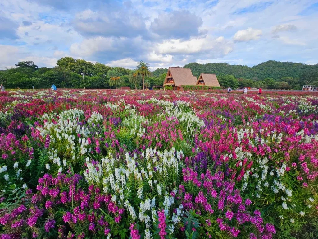 Hokkaido Flower Park Khaoyai