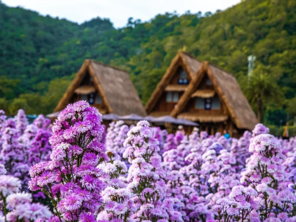 Hokkaido Flower Park Khaoyai