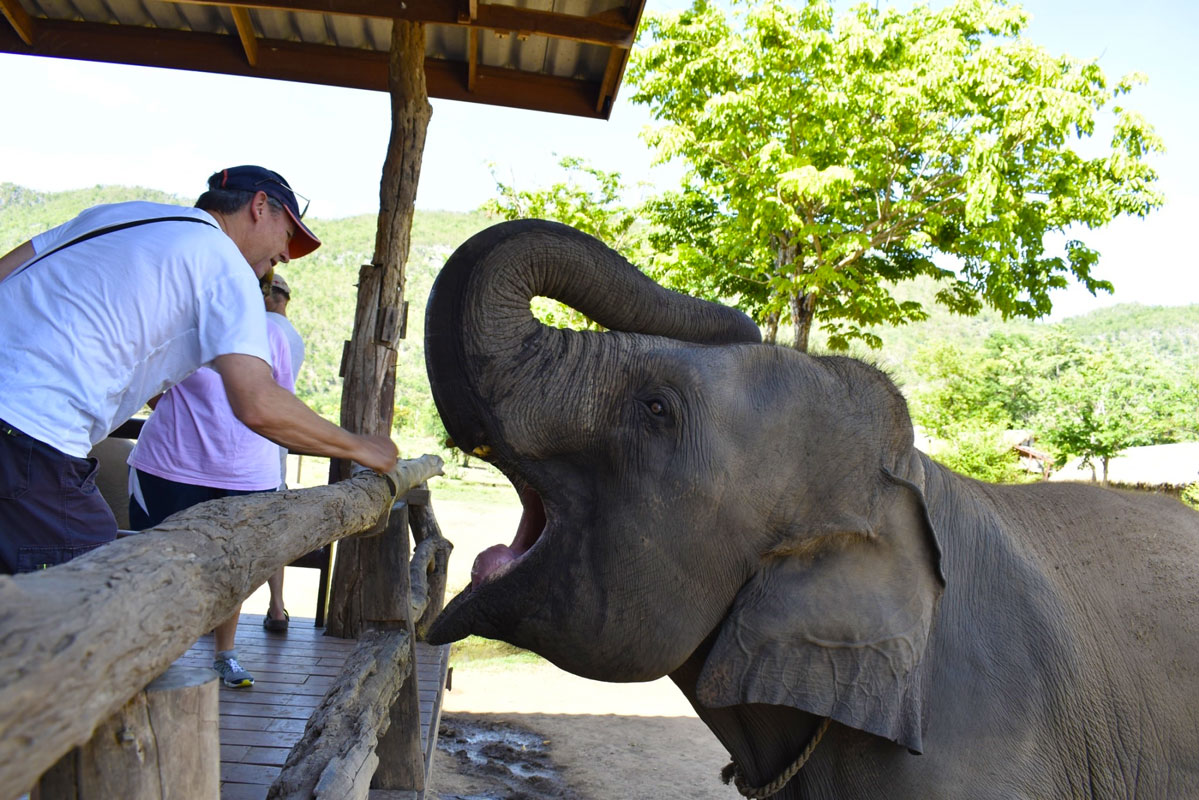 Meet and Feed the Elephants