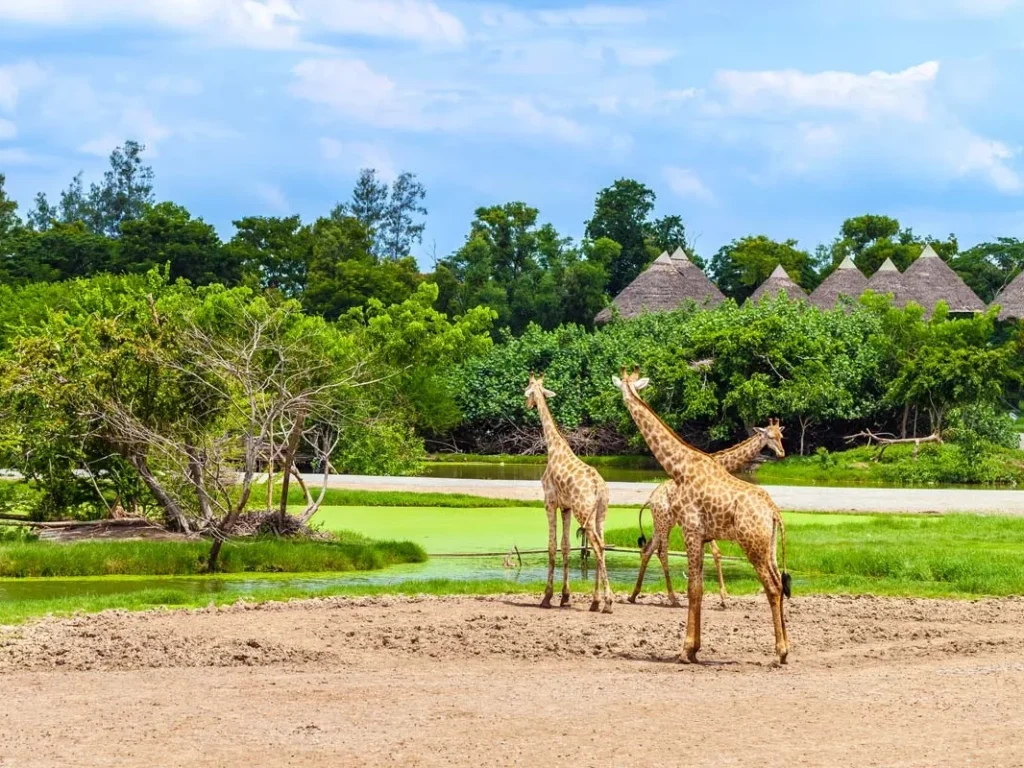 Safari World