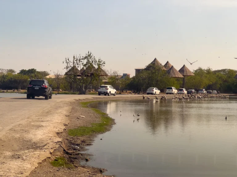Drive Through Safari Park