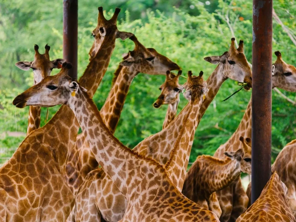 Safari World