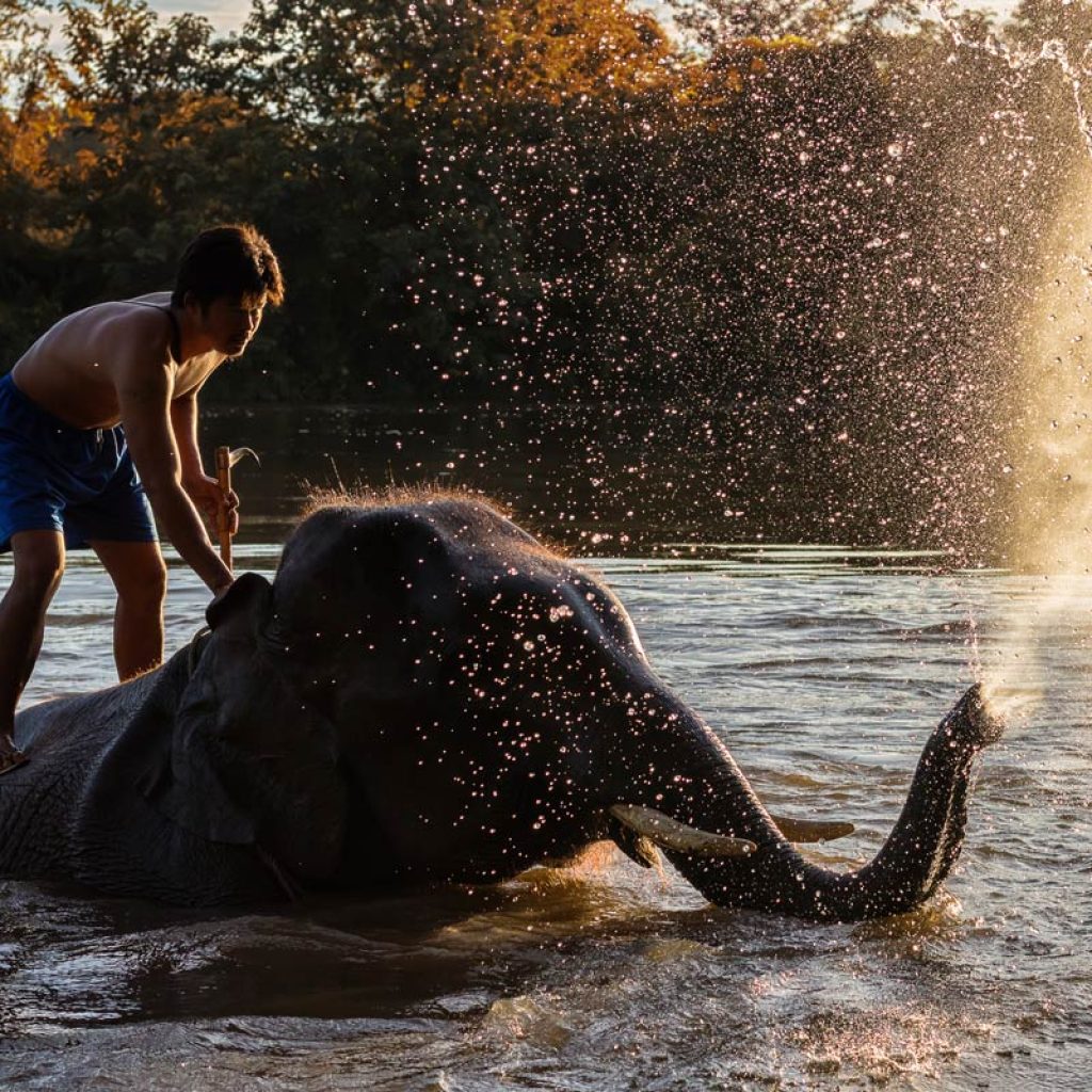 Kanchanaburi Elephant Bathing