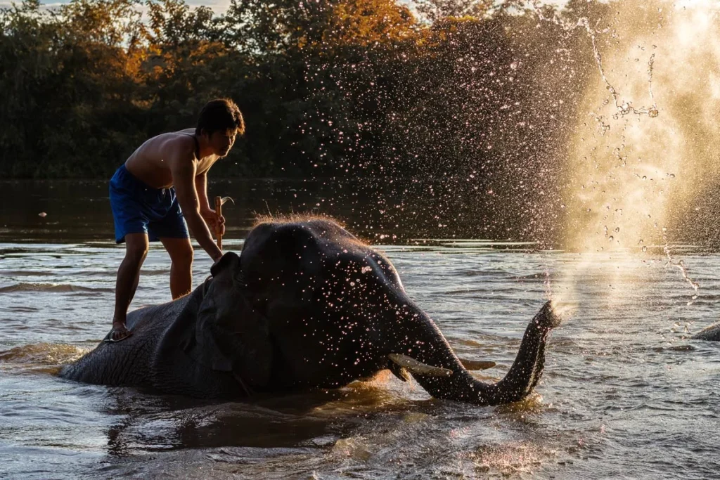 Kanchanaburi Elephant Bathing