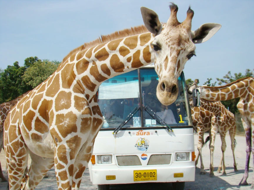 Safari Park Kanchanaburi