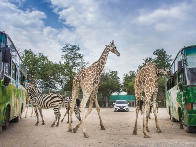 Safari Bus Tour