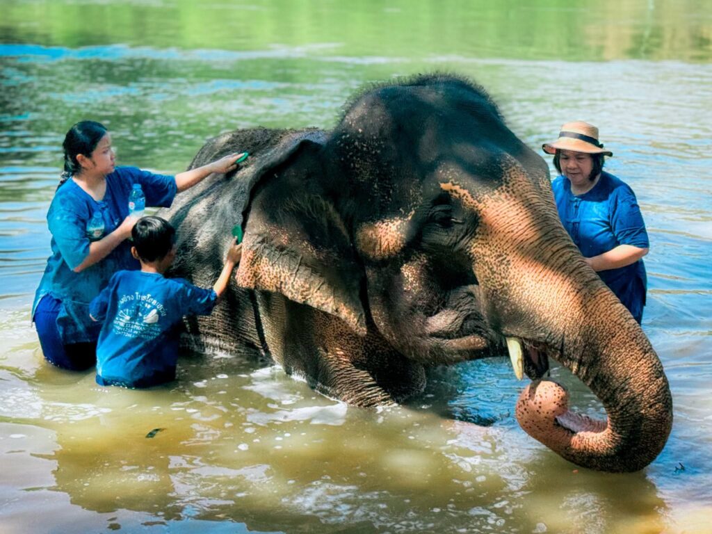 Sai Yok Elephant Park