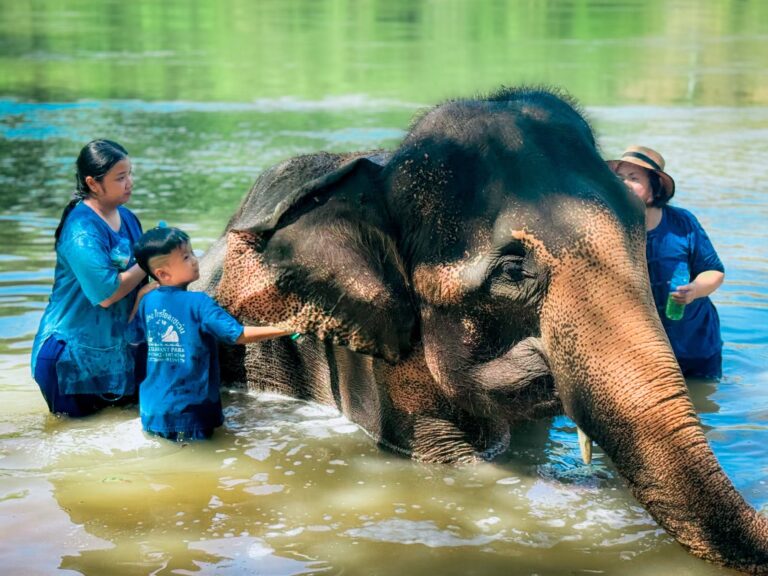 Elephant Feeding & Bathing Experience