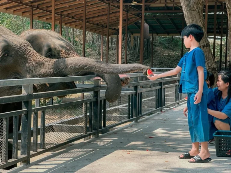 Elephant Feeding