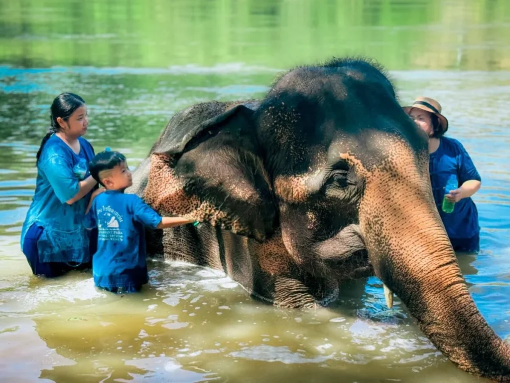 Sai Yok Elephant Park
