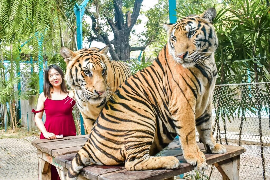 Tiger Park Pattaya