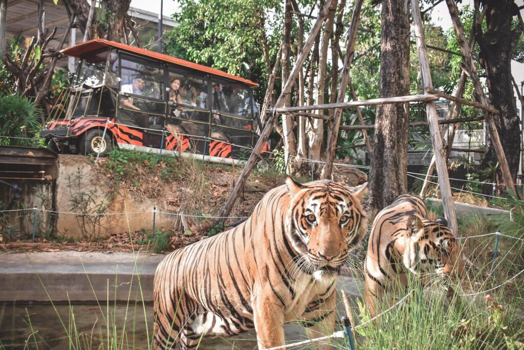 Tiger Park Pattaya