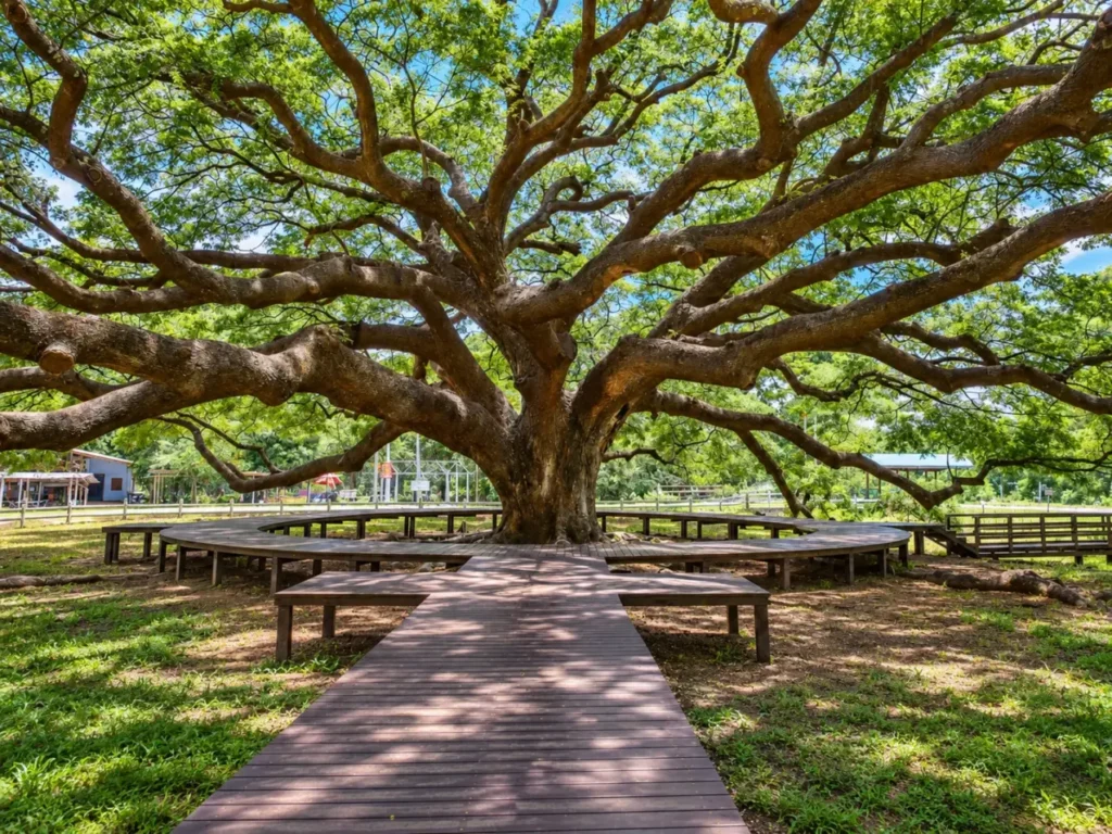 Giant Monkey Pod Tree