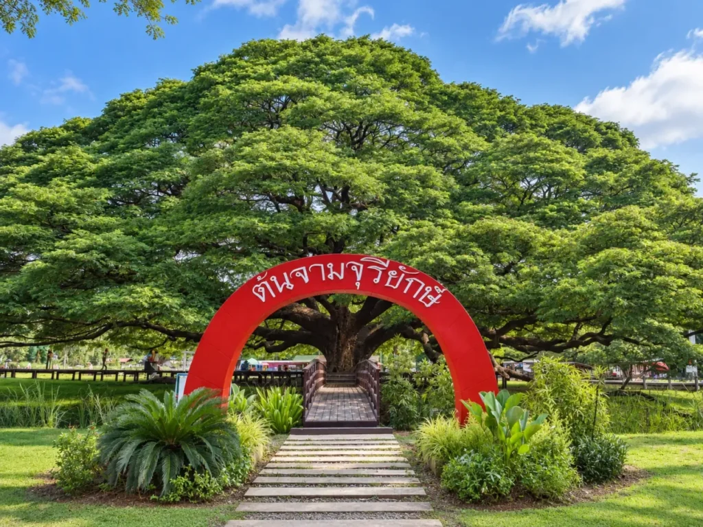Giant Monkey Pod Tree