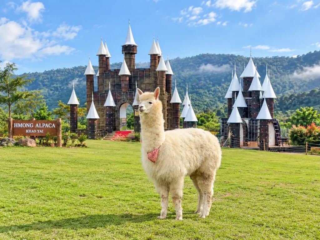 K Hmong Alpaca Khao Yai