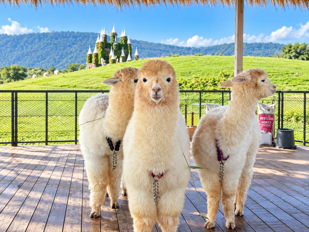 K Hmong Alpaca Khao Yai