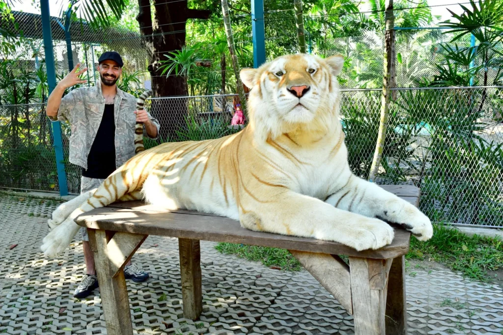 Tiger Park Pattaya