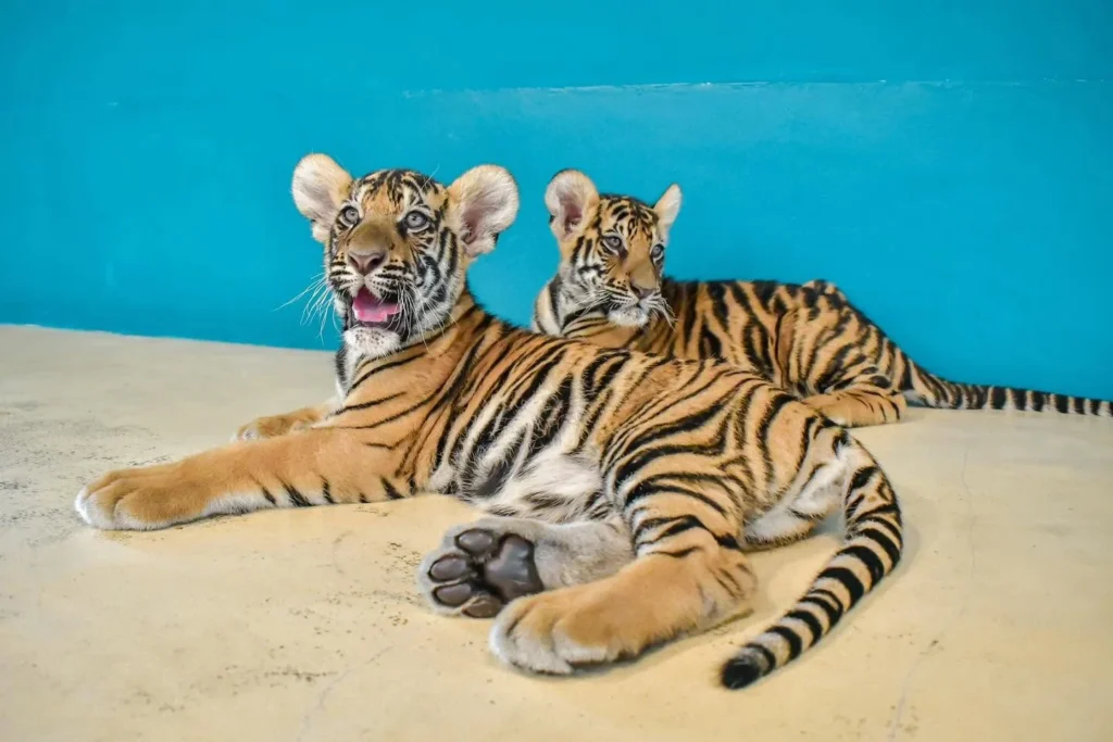 Tiger Park Pattaya