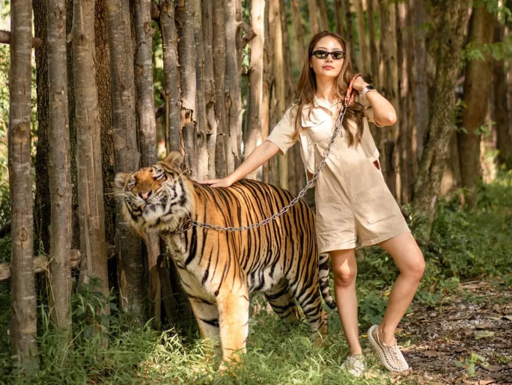 Tiger Topia Sriracha Zoo