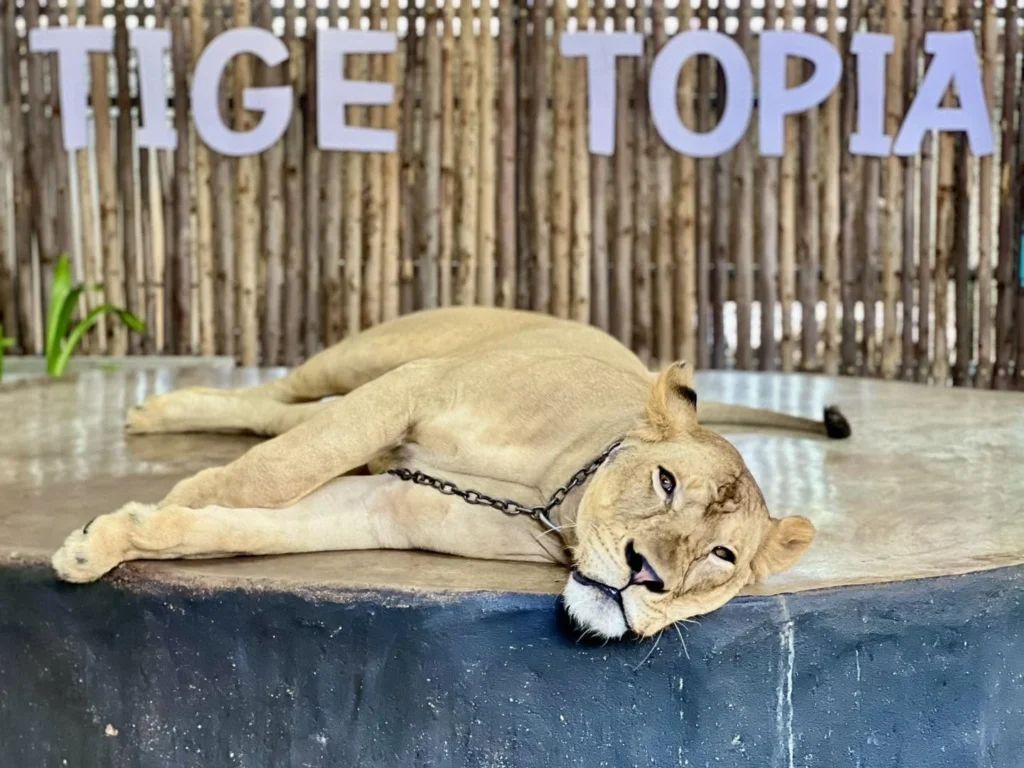 Tiger Topia Sriracha Zoo