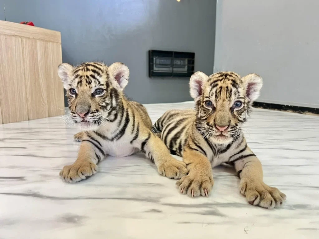 Tiger Topia Sriracha Zoo